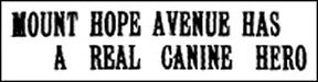 Headline Ti Canine Hero 1935 4W